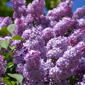 Syringa vulgaris Common Purple - Common Purple Lilac