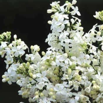 Syringa x hyacinthiflora 'Mount Baker' (Lilac) - Mount Baker Lilac