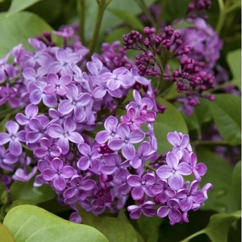Syringa x hyacinthiflora 'Pocahontas' - Pocahontas Lilac