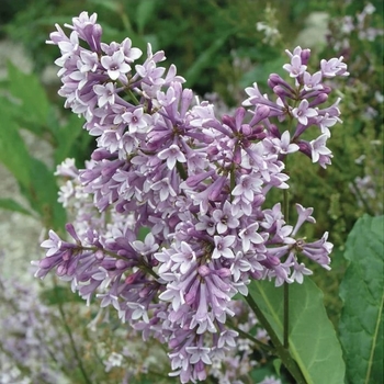 Syringa x prestoniae 'Donald Wyman' - Donald Wyman Lilac