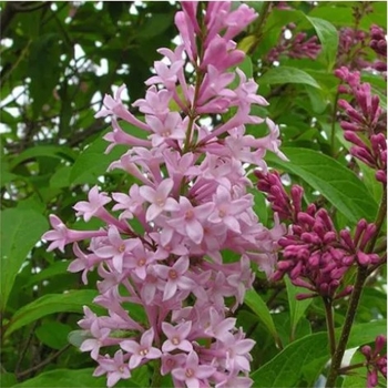 Syringa x prestoniae 'James MacFarlane' - James Macfarlane Lilac