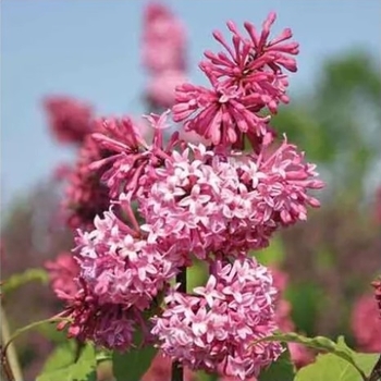 Syringa x prestoniae 'Miss Canada' - Miss Canada Lilac