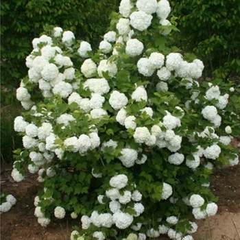 Viburnum opulus 'Roseum' - European Snowball Bush