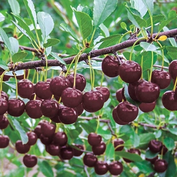 Prunus fruticosa x Prunus cerasus 'Big Red' PPAF - Romeo and Juliet Dwarf Cherry Bush