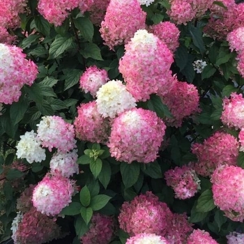 Hydrangea paniculata Quick Fire Fab® Tree Form - Quick Fire Fab Hydrangea Tree Form