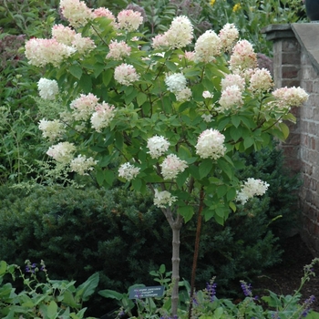 Hydrangea paniculata Limlight Prime Tree Form - Limelight Prime Hydrangea Tree Form