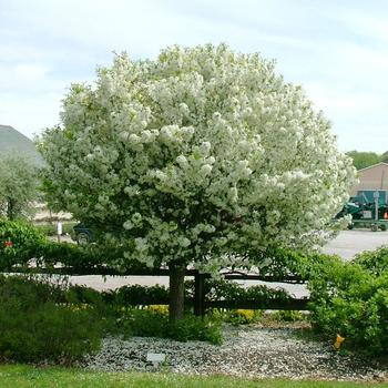 Malus 'Lollizam' - Lollipop&reg; Crabapple