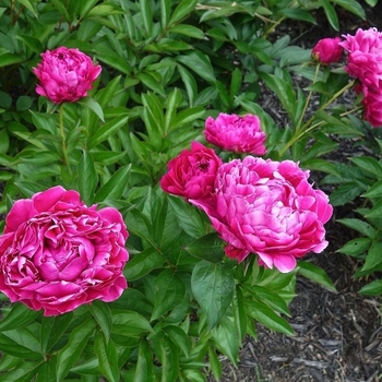 Paeonia ‘Wilford Johnson’ - Wilford Johnson