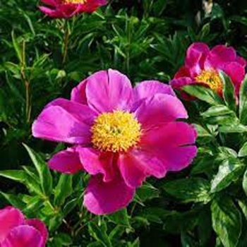 Paeonia 'Adrienne' - Adrienne Peony