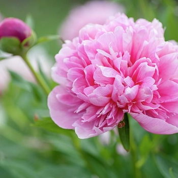 Paeonia Rosea Plena - Rosea Plena Peony