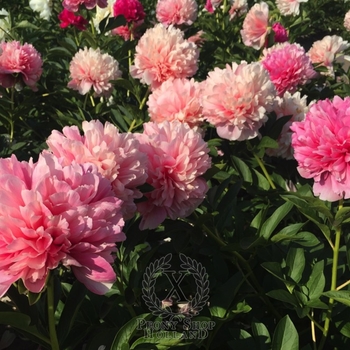 paeonia 'mary jo legare' - Mary Jo Legare