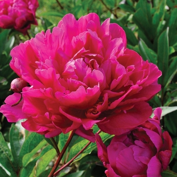 Paeonia lactiflora 'Adolphe Rousseau' - Adolphe Rousseau Peony
