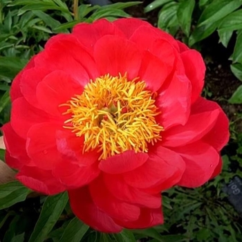 Paeonia lactiflora 'Paladin' - Paladin Peony