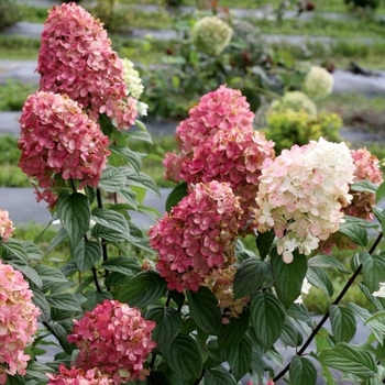 Hydrangea paniculata - 'Pink Diamond' Hardy Hydrangea