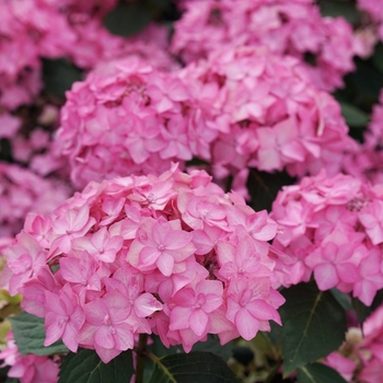 Hydrangea macrophylla × serrata - Lets Dance Can Do Hydrangea