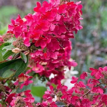 Hydrangea paniculata - 'Flare™' Panicle Hydrangea