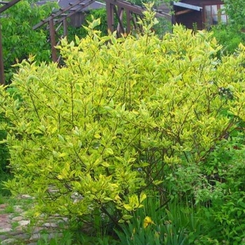 Cornus alba 'Gouchaultii' - Golden Variegated Dogwood