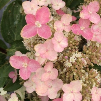 Hydrangea paniculata - Torch Hydrangea