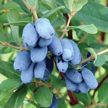 Lonicera caerulea 'Boreal Beauty' - Boreal Beauty Honeyberry
