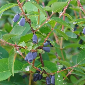Lonicera caerulea 'Indigo Gem' - Indigo Gem Honeyberry