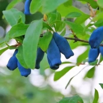 Lonicera caerulea 'Borealis' - Borealis Honeyberry