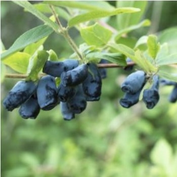 Lonicera caerulea 'Polar Jewel' - Polar Jewel Honeyberry