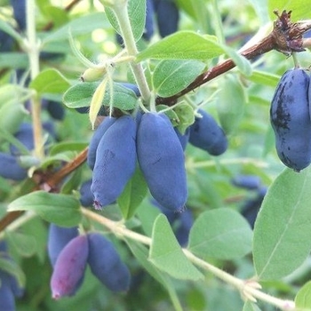 Lonicera caerulea 'Tundra' - Tundra Honeyberry