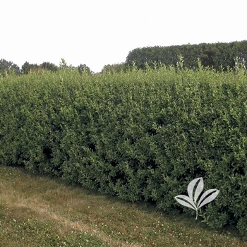 Ligustrum vulgare 'Cheyenne' - Cheyenne Privet