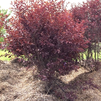 Prunus virginiana 'Canada Red Cherry' - Canada Red Cherry Shrub Form