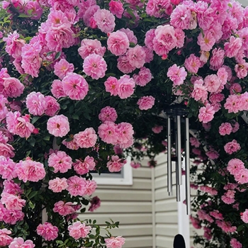 Rosa - John Davis Climbing Rose