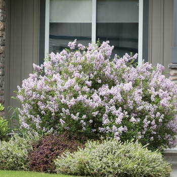 Syringa patula 'Miss Kim' - Miss Kim Lilac