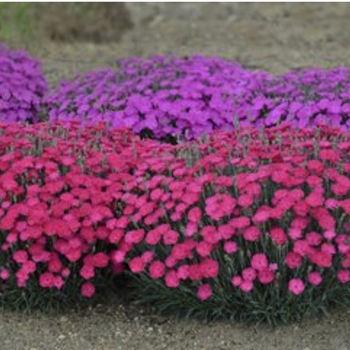 Dianthus - Mixed Varieties Dianthus