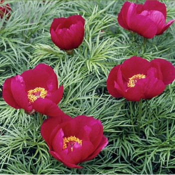 Paeonia tenuifolia - Fern Leaf Peony