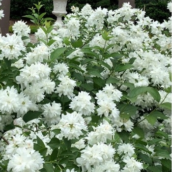 Philadelphus 'Minnesota Snowflake' - Minnesota Snowflake Mockorange