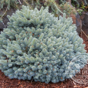 Picea pungens 'Blue Pearl.' - Blue Pearl Colorado Spruce