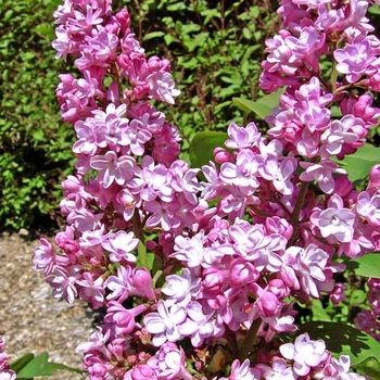 Syringa vulgaris 'Belle de Nancy.' - Belle de Nancy Lilac