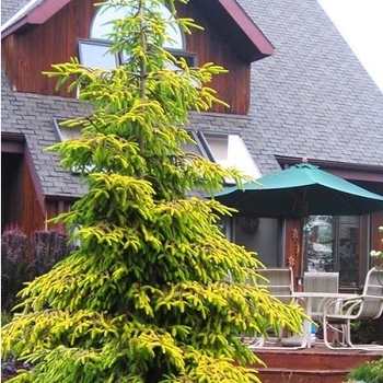 Picea orientalis - Skylands Oriental Spruce