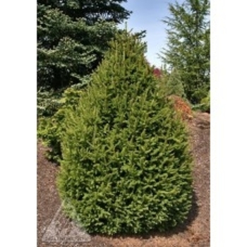 Picea abies - Sherwood Compact Norway Spruce