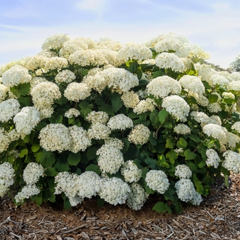 Hydrangea arborescens 'Flowerfull' - Flowerfull Hydrangea