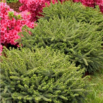 Picea mariana 'Nana.' - Dwarf Black Spruce