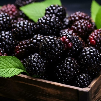 Rubus - Assorted Blackberry