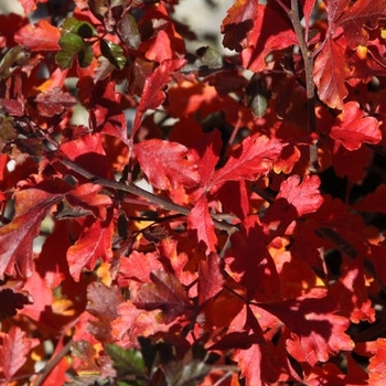 Rhus aromatica - Lacette™ Fragrant Sumac