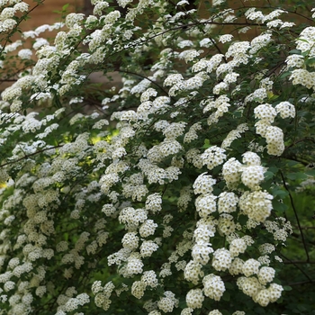Spiraea prunifolia - Bridal Wreath Spiraea
