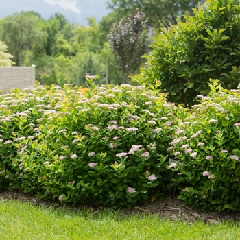 Spiraea betulifolia 'CourlspI01' - Pink Sparkler Birchleaf Spirea