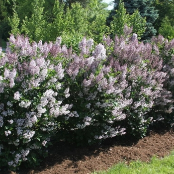 Syringa patula 'Violet Uprising' - Violet Uprising Manchurian Lilac