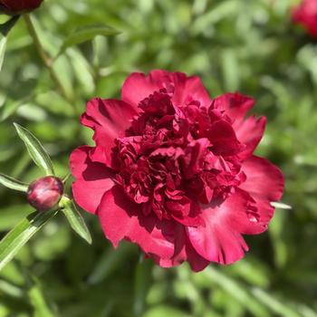 Paeonia lactiflora - 'Adolphe Rousseau' Peony
