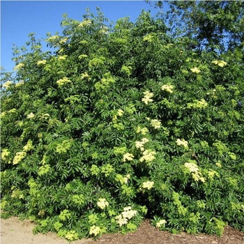 Sambucus caerulea - Blue Elderberry