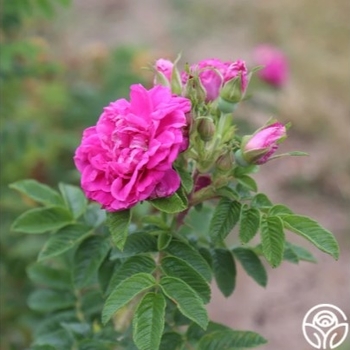 Rosa rugosa 'Hansa' - Hansa Rose