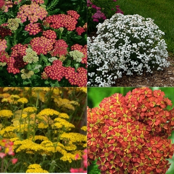 Achillea - Assorted Yarrow