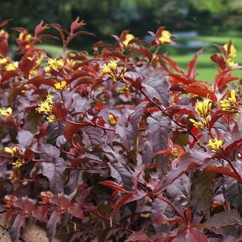 Diervilla splendens 'El Madrigal' - Nightglow Bush Honeysuckle